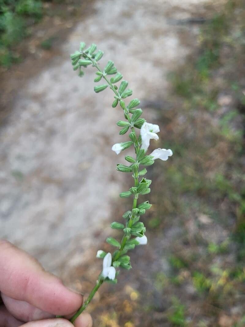 Salvia reflexa