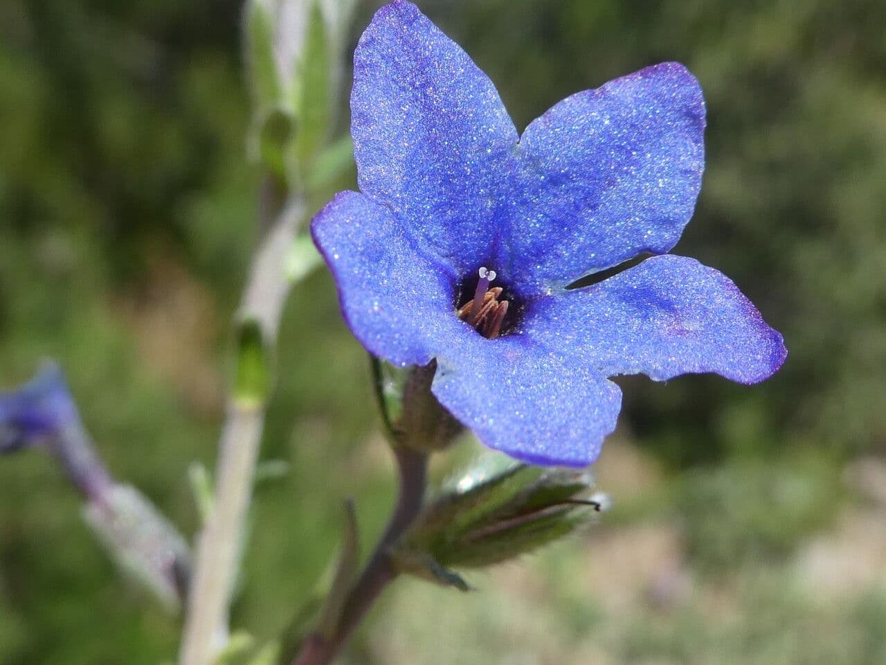 Lithodora fruticosa