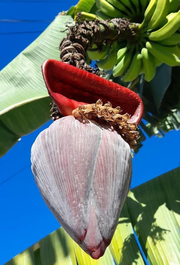 Musa acuminata