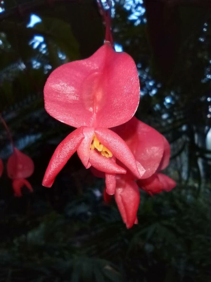 Begonia coccinea