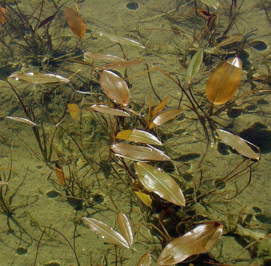 Potamogeton coloratus