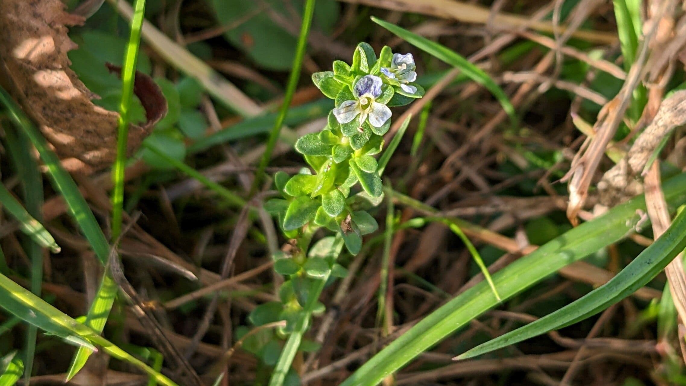 Veronica serpyllifolia