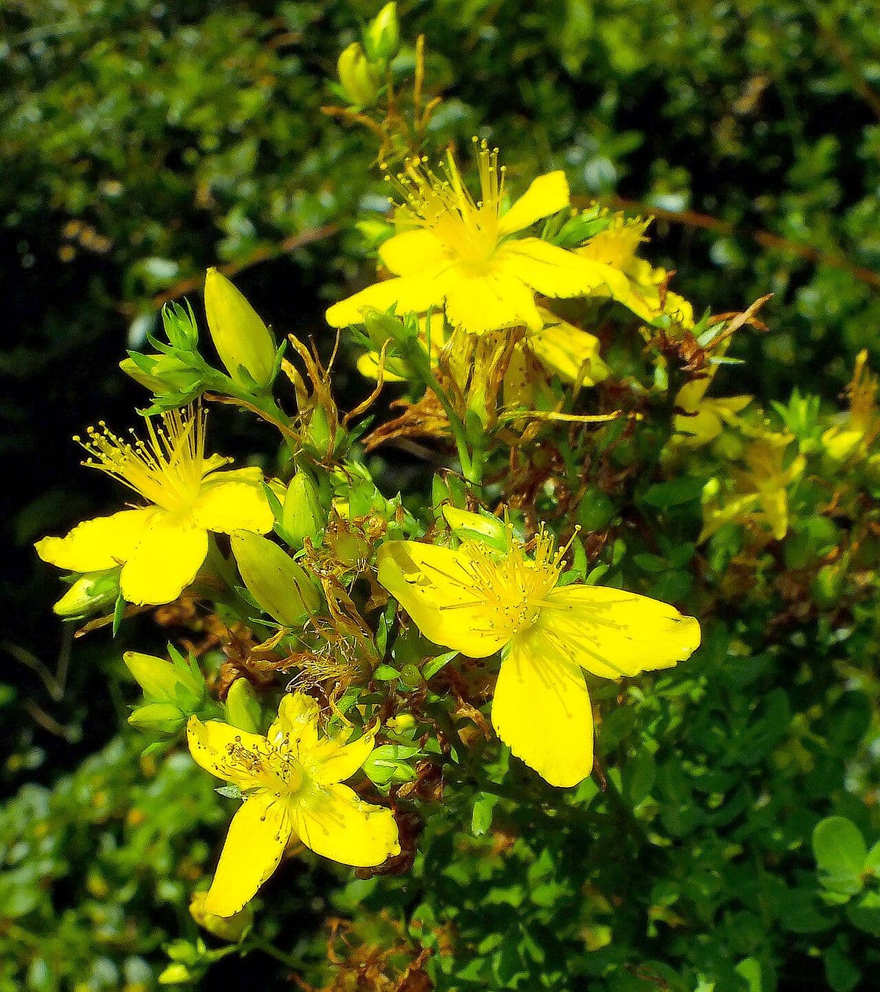 Hypericum perforatum