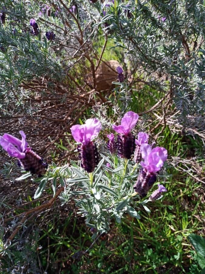 Lavandula stoechas