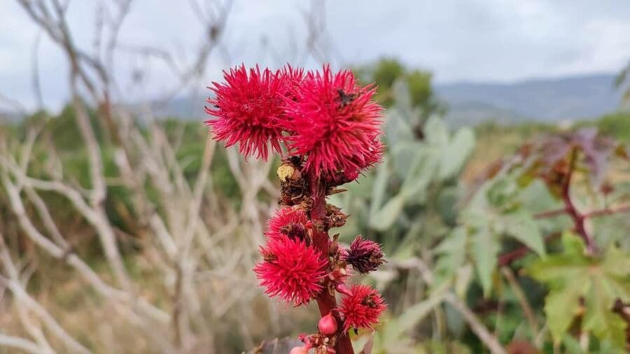 Ricinus communis