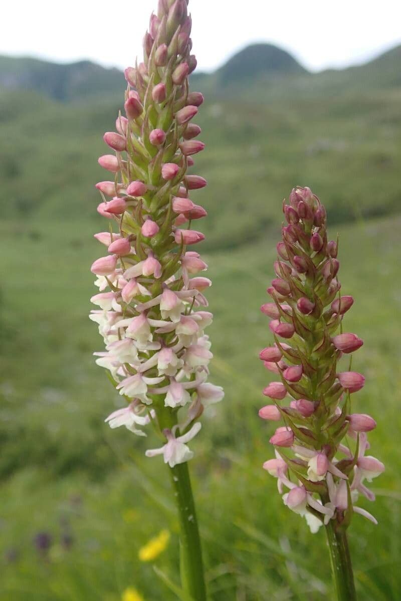 Gymnadenia odoratissima