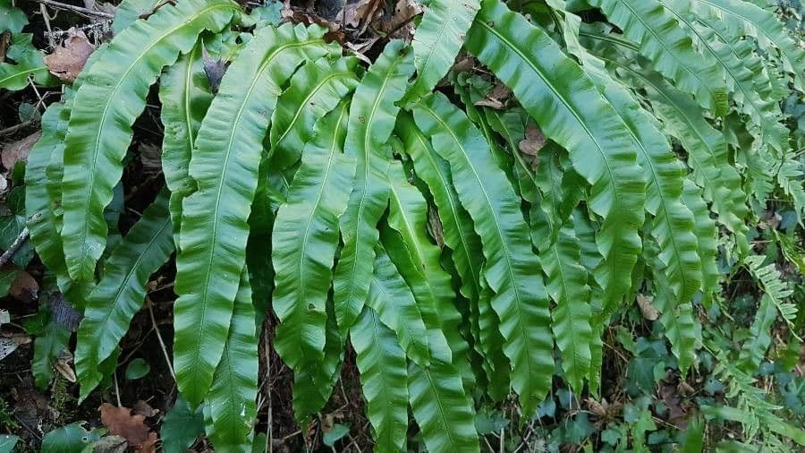 Asplenium scolopendrium