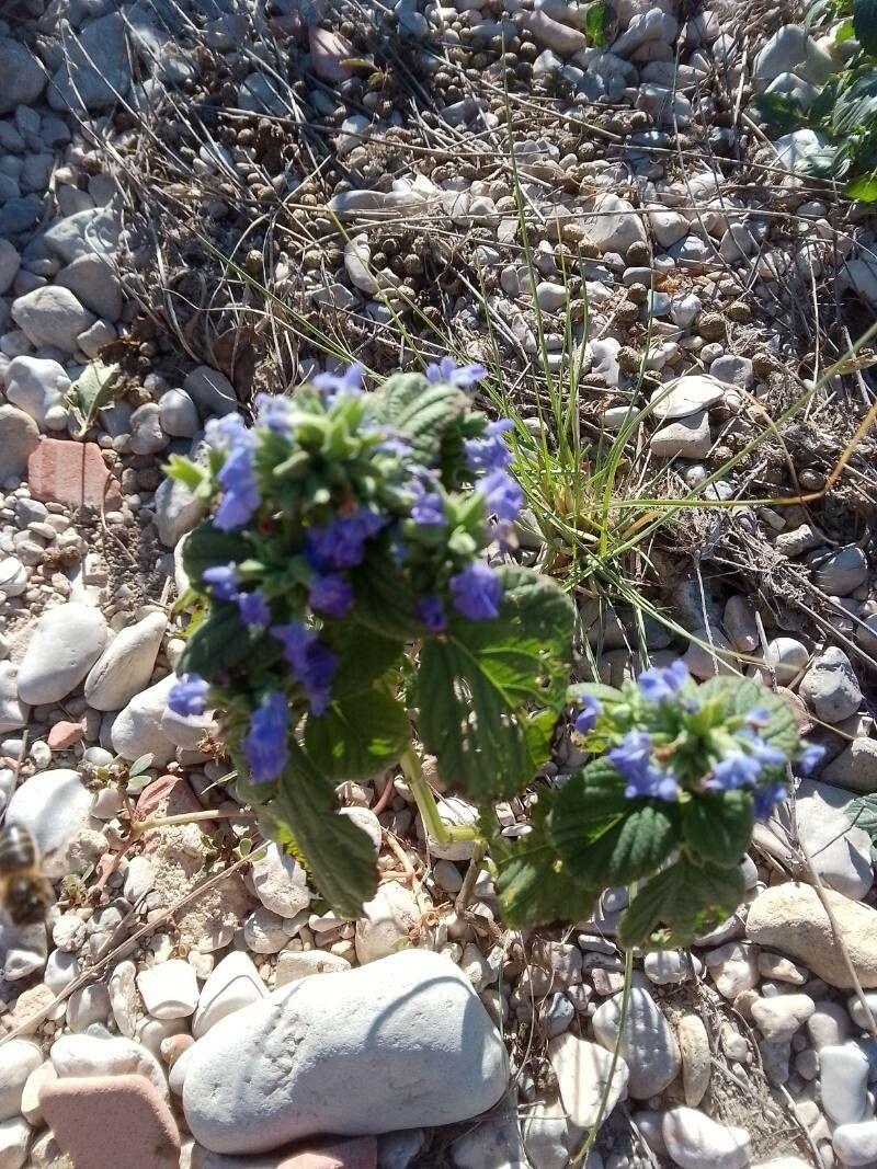 Salvia hispanica