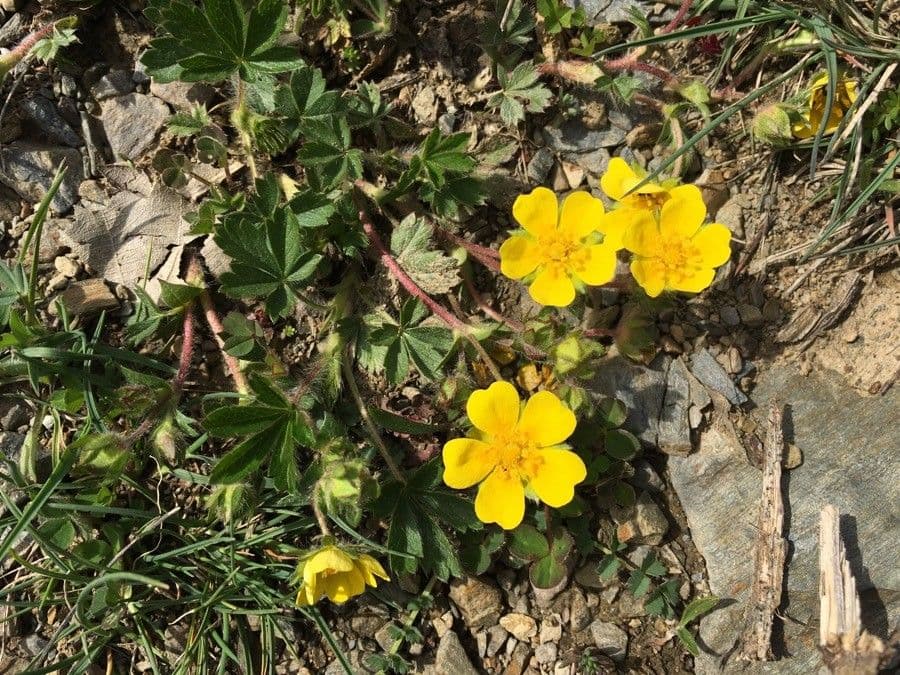 Potentilla brauneana