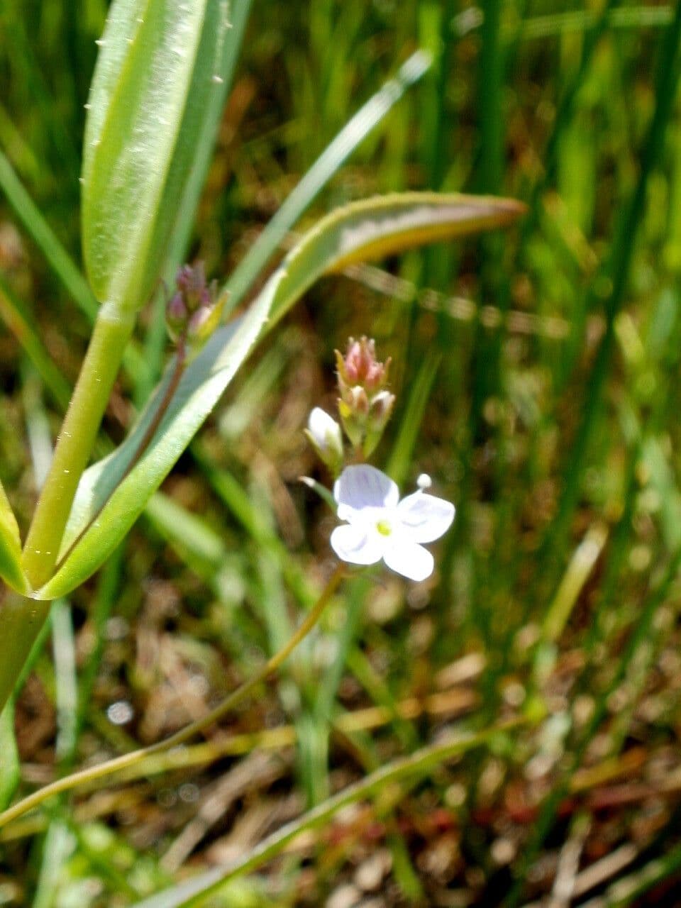 Veronica scutellata