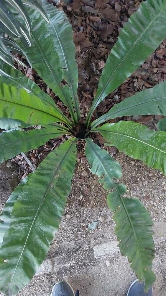 Asplenium nidus