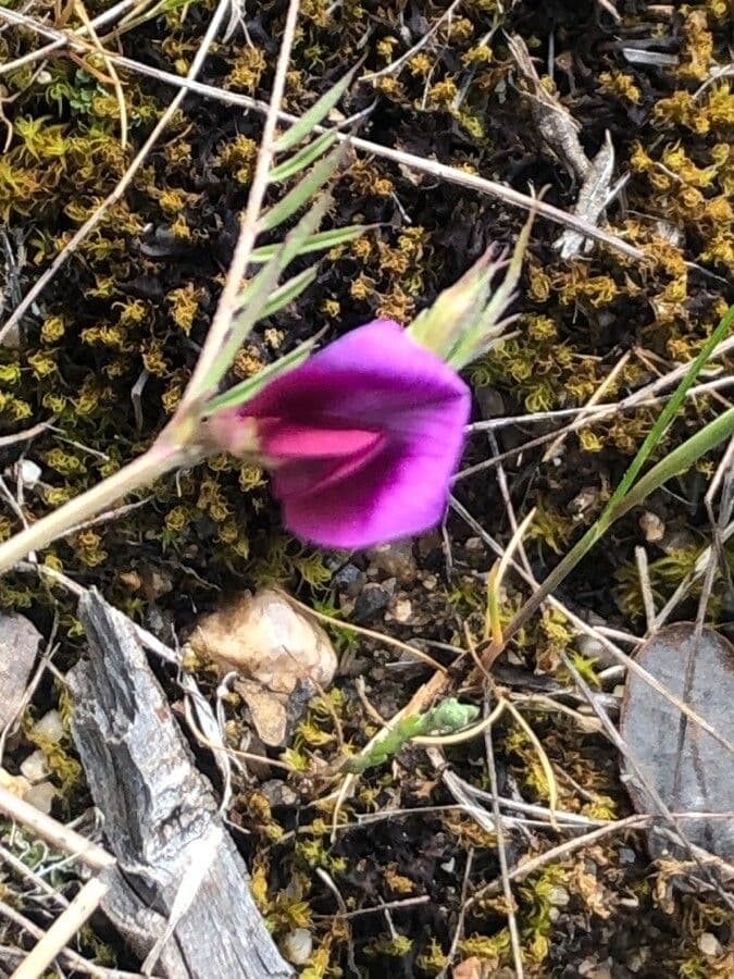 Vicia peregrina