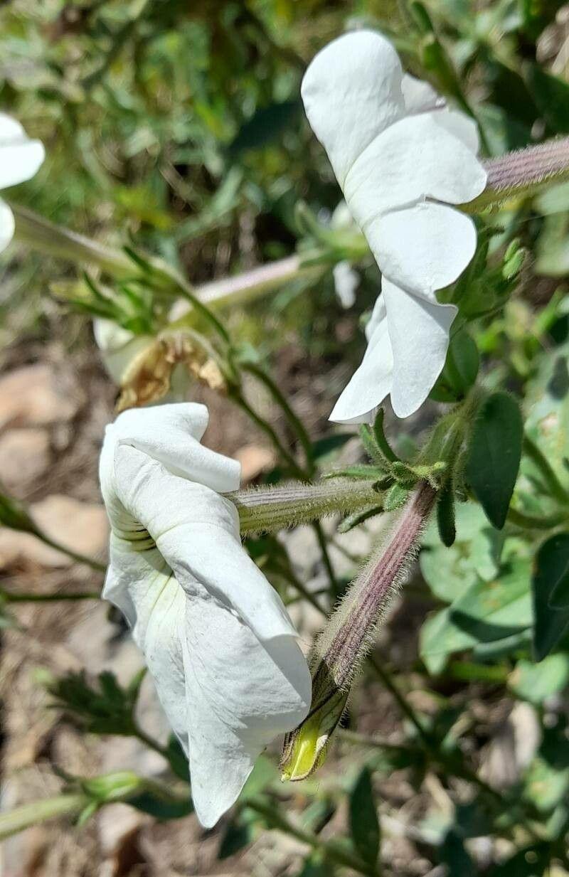 Petunia axillaris