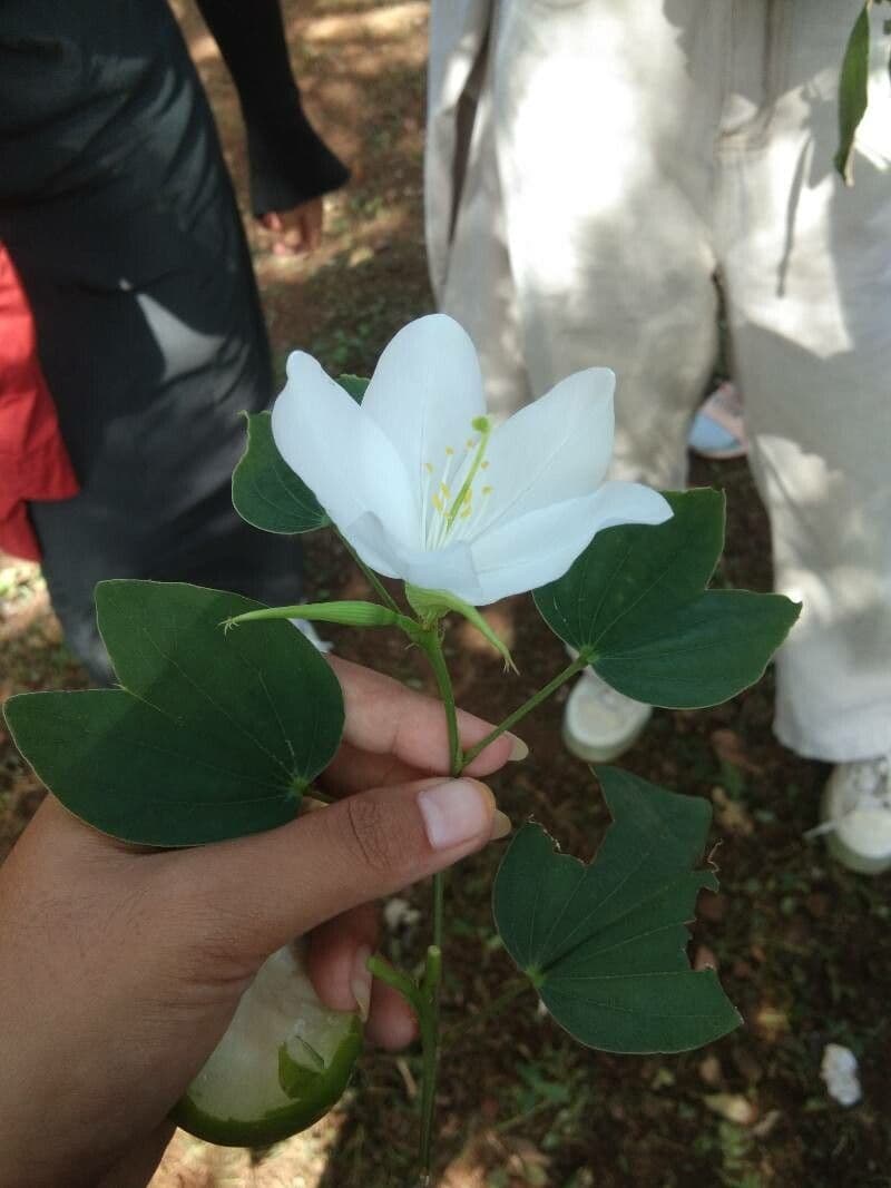 Bauhinia acuminata