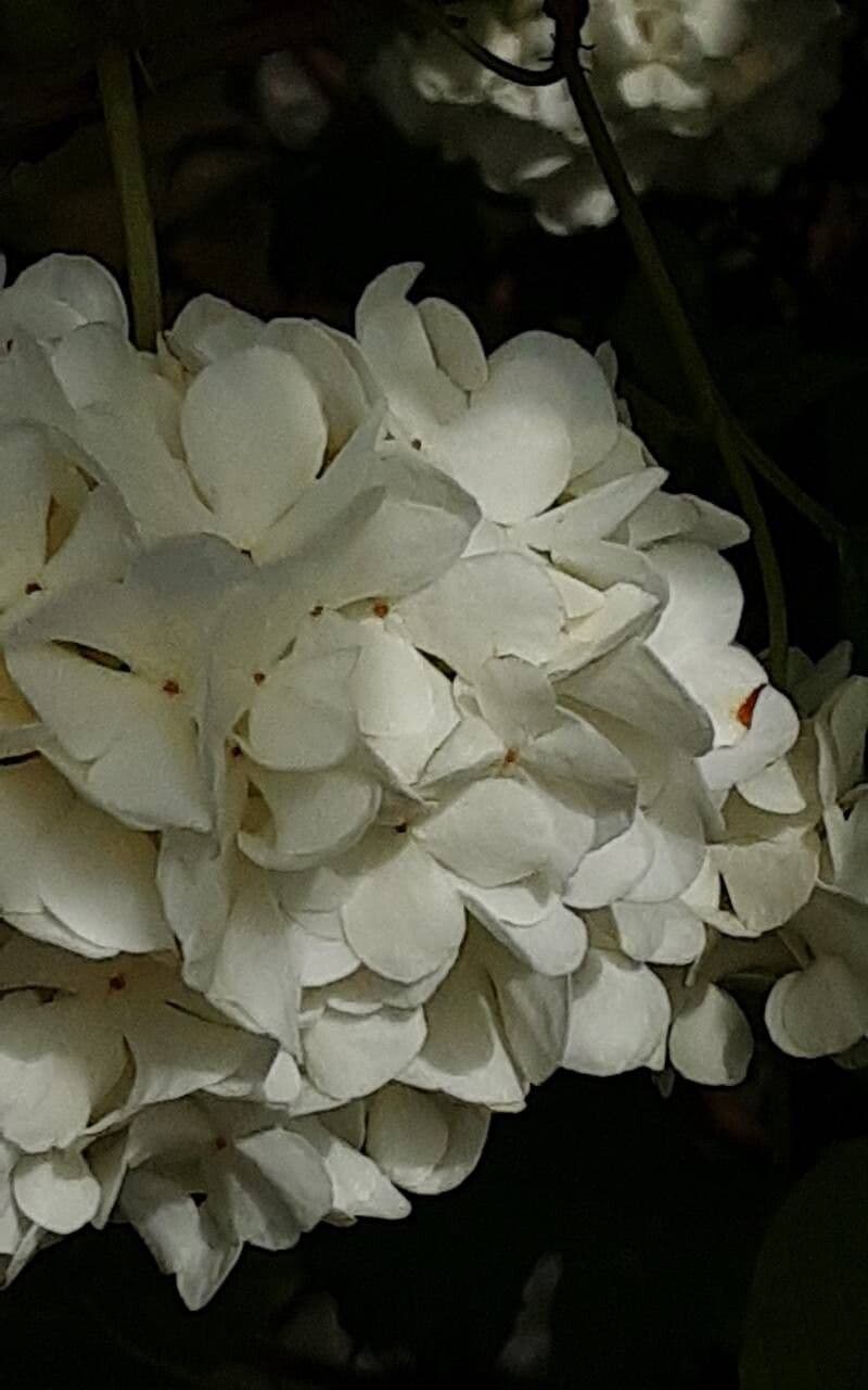 Viburnum macrocephalum