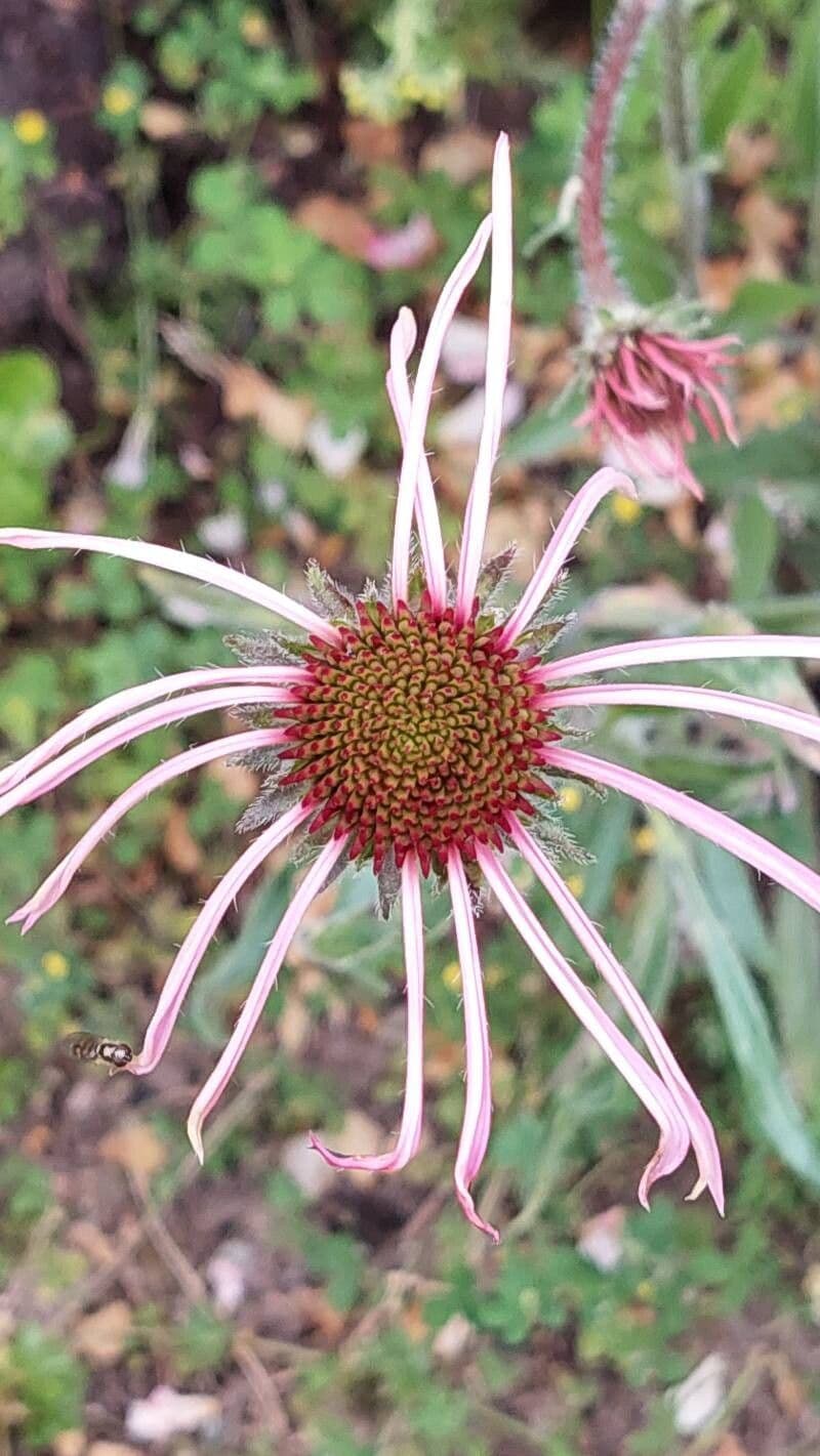 Echinacea pallida
