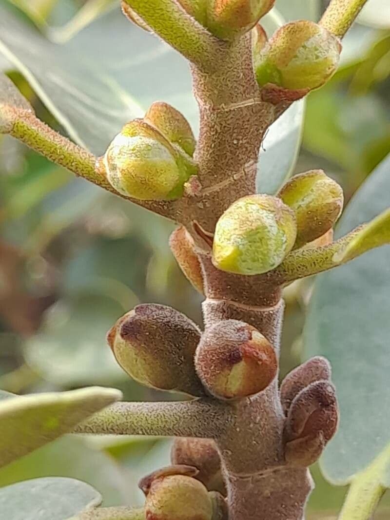 Ficus rubiginosa