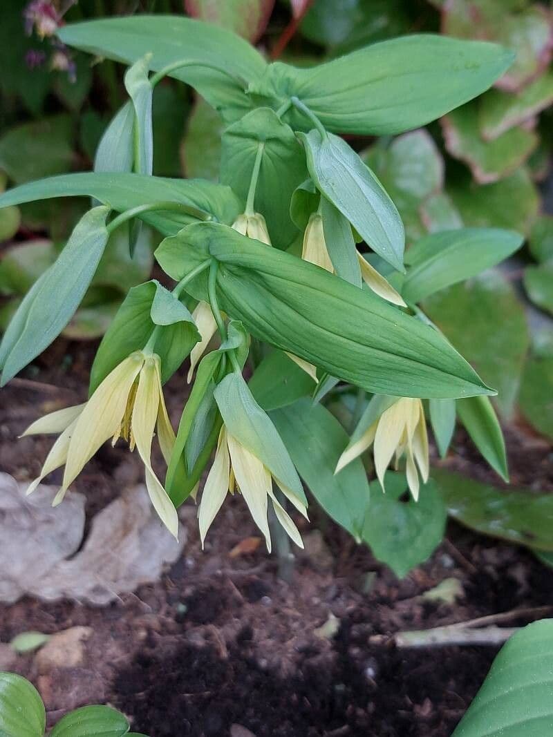 Uvularia grandiflora