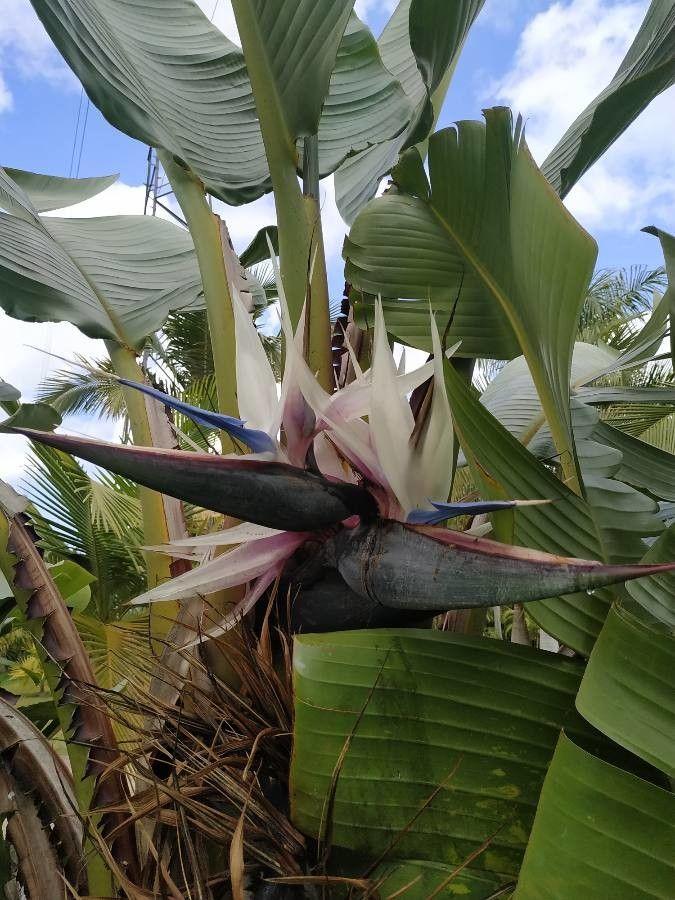 Strelitzia nicolai