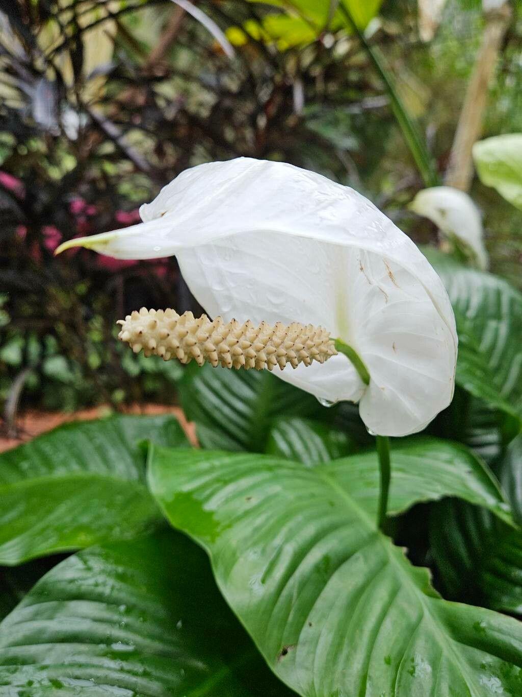 Spathiphyllum blandum