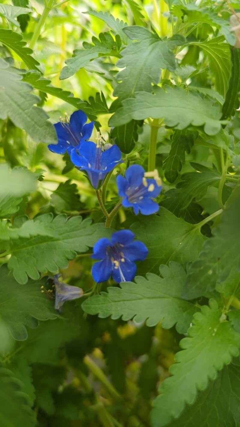 Phacelia campanularia