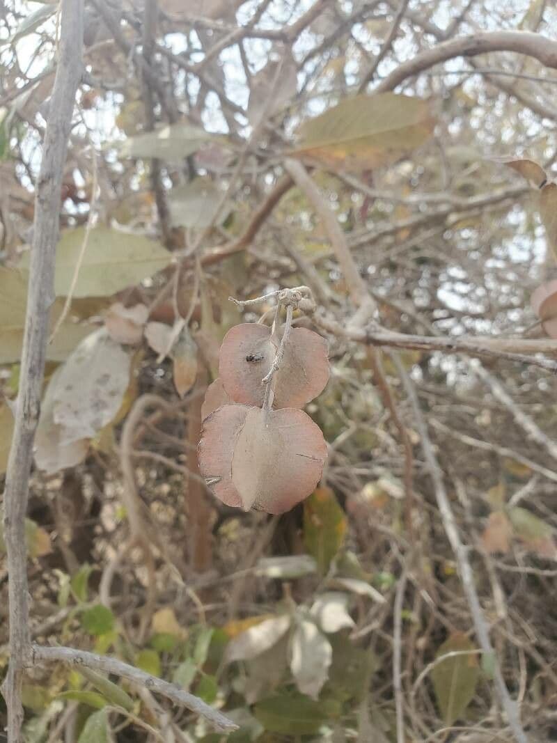 Combretum collinum