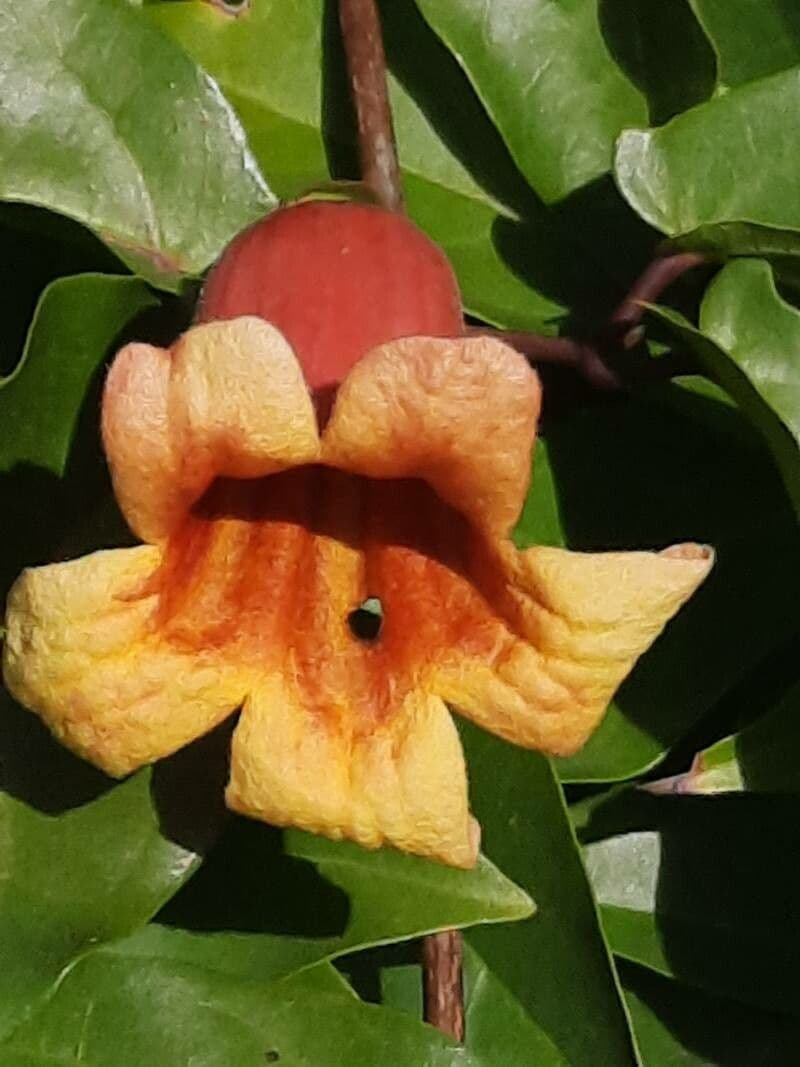 Bignonia capreolata