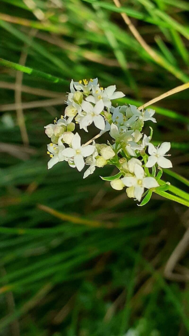 Galium saxatile