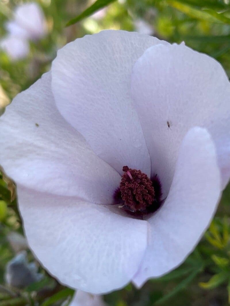 Alyogyne hakeifolia