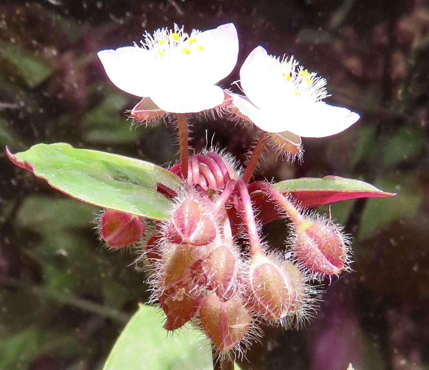 Tradescantia cerinthoides