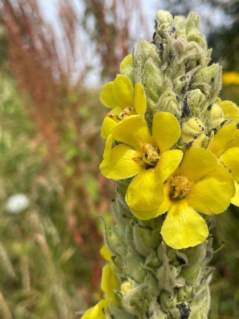 Verbascum densiflorum