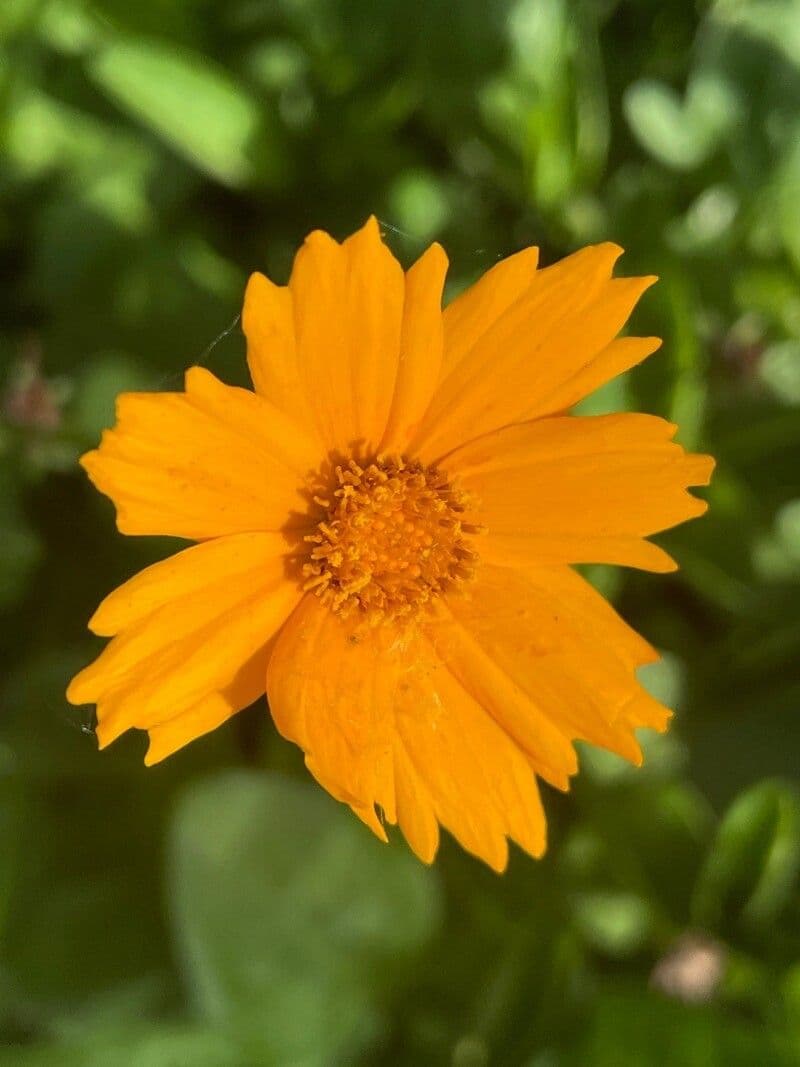 Coreopsis auriculata