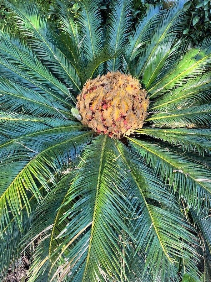 Cycas revoluta