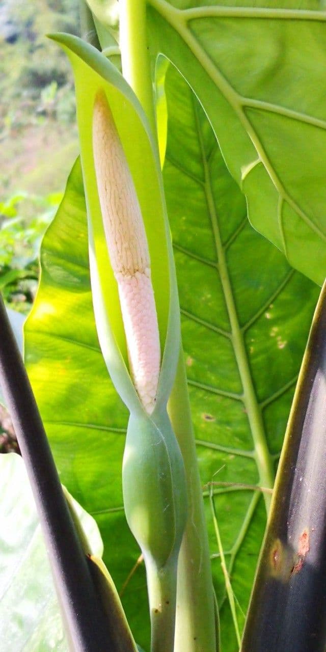 Colocasia esculenta