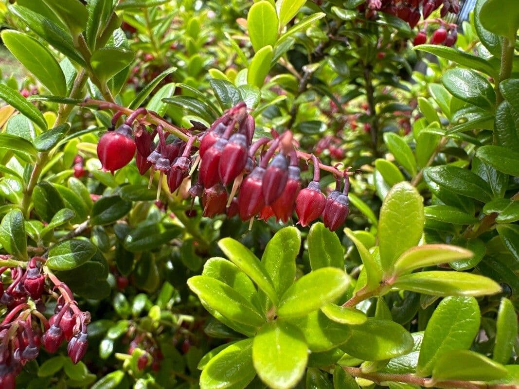 Vaccinium macrocarpon