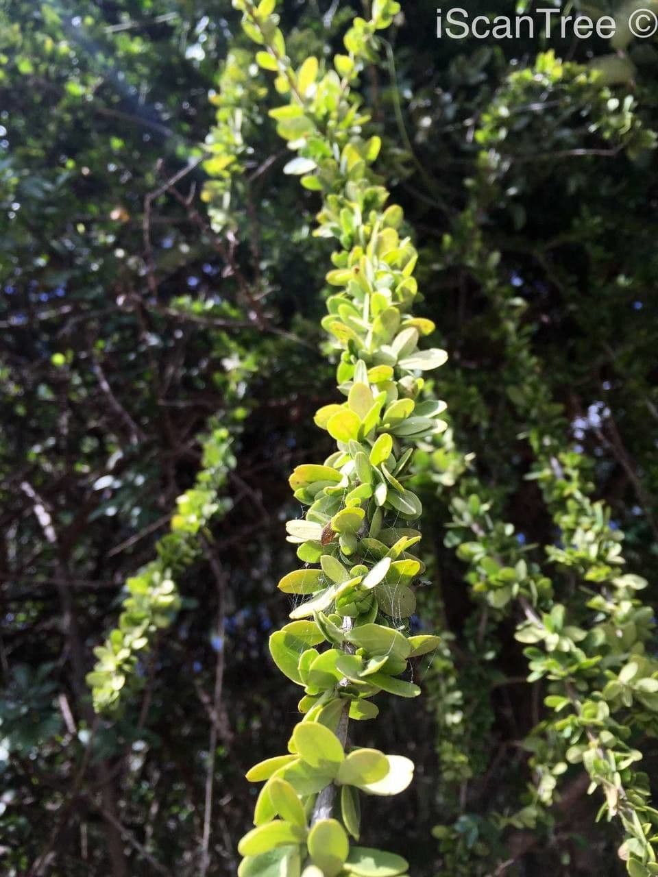 Maerua parvifolia