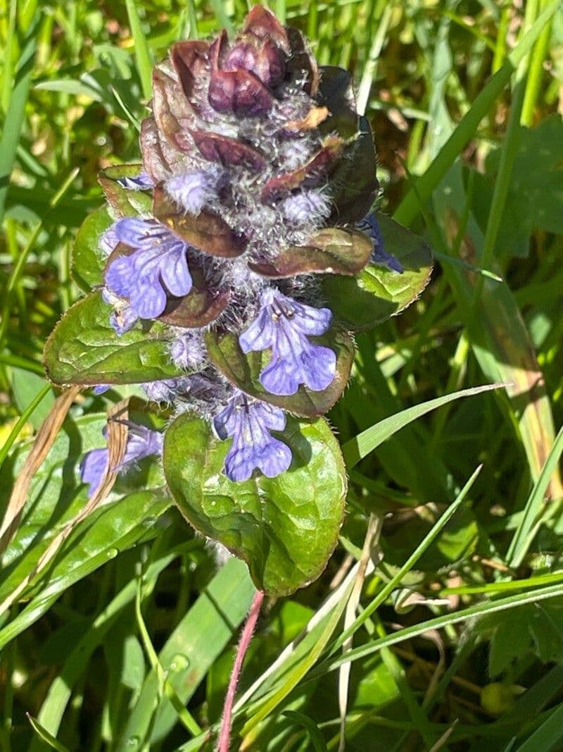 Ajuga reptans