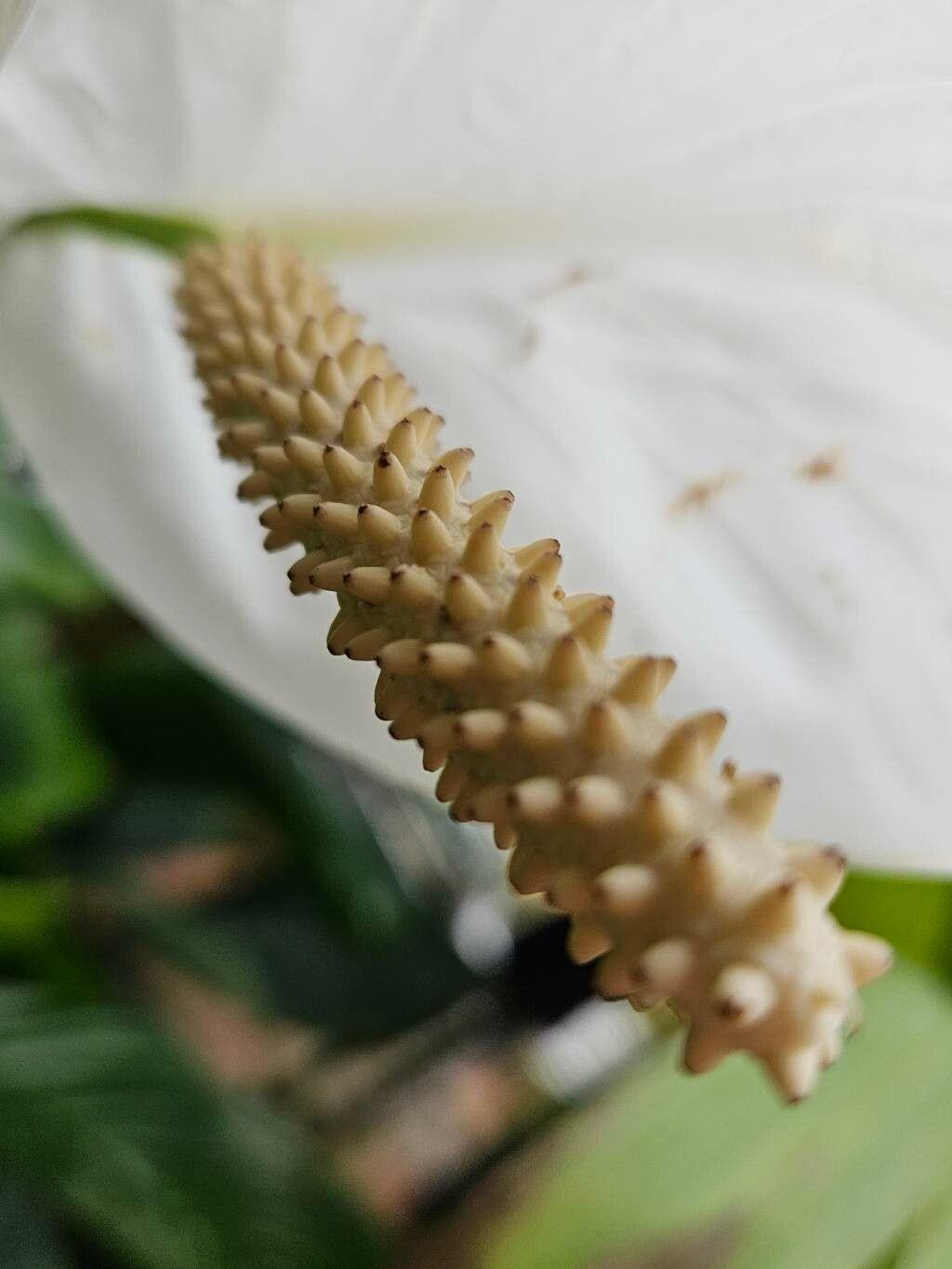 Spathiphyllum blandum