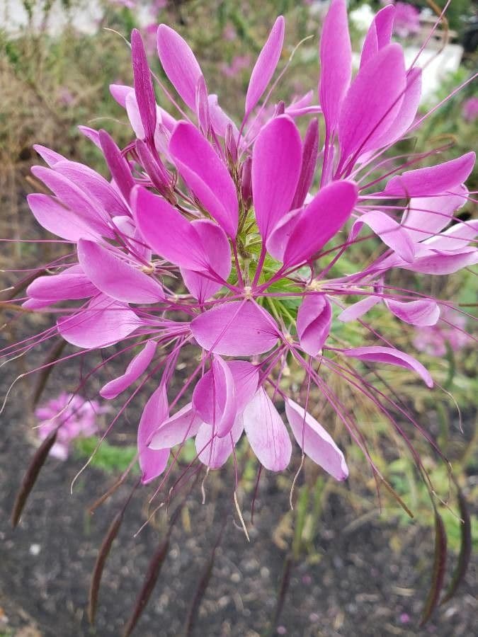 Cleome spinosa