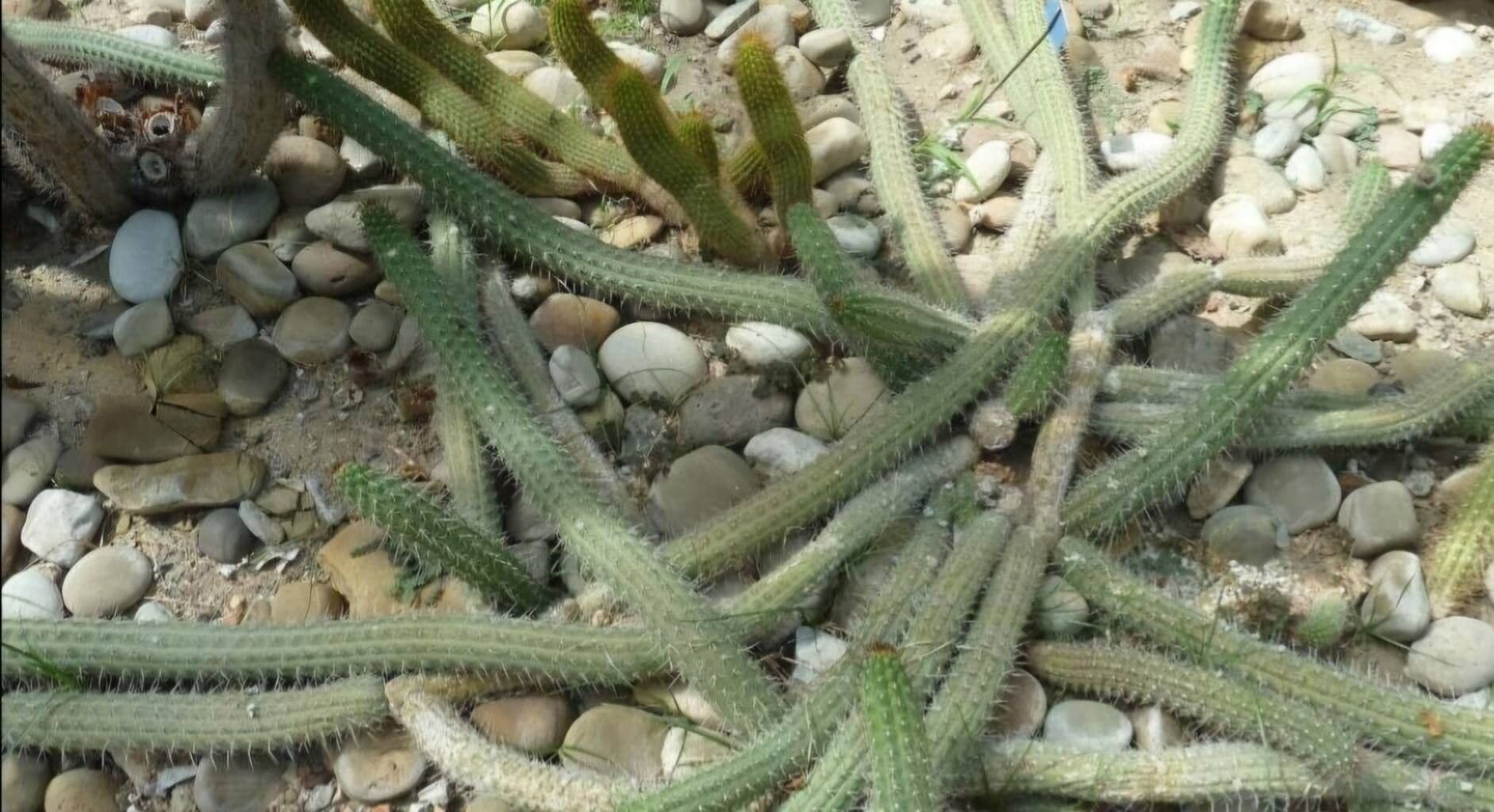 Nyctocereus serpentinus