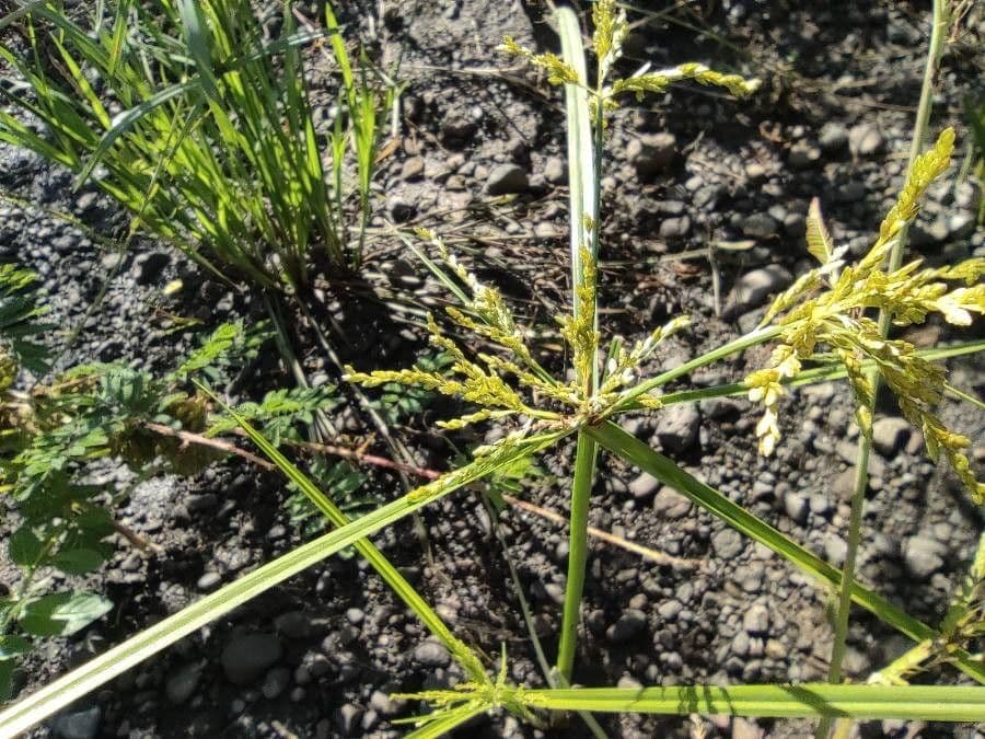 Cyperus iria