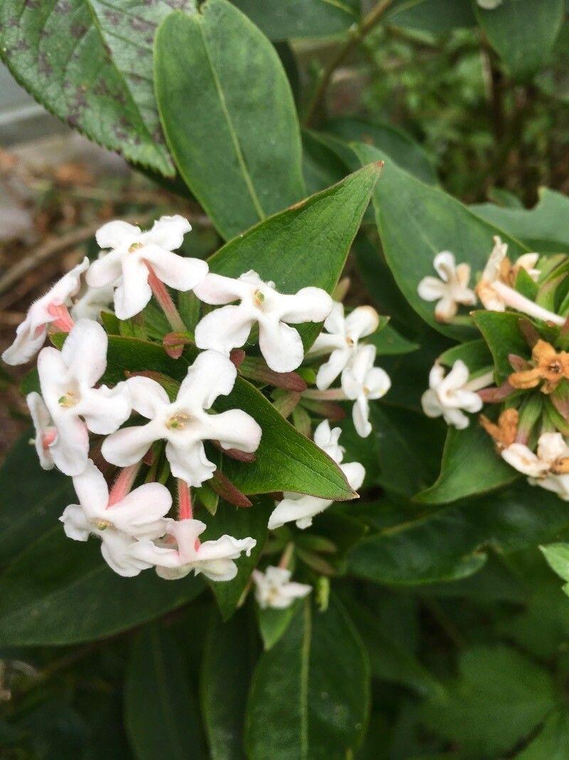 Zabelia triflora