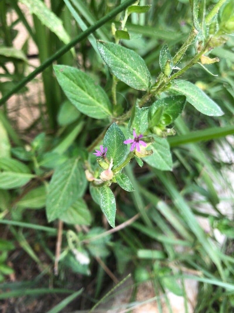 Cuphea elliptica