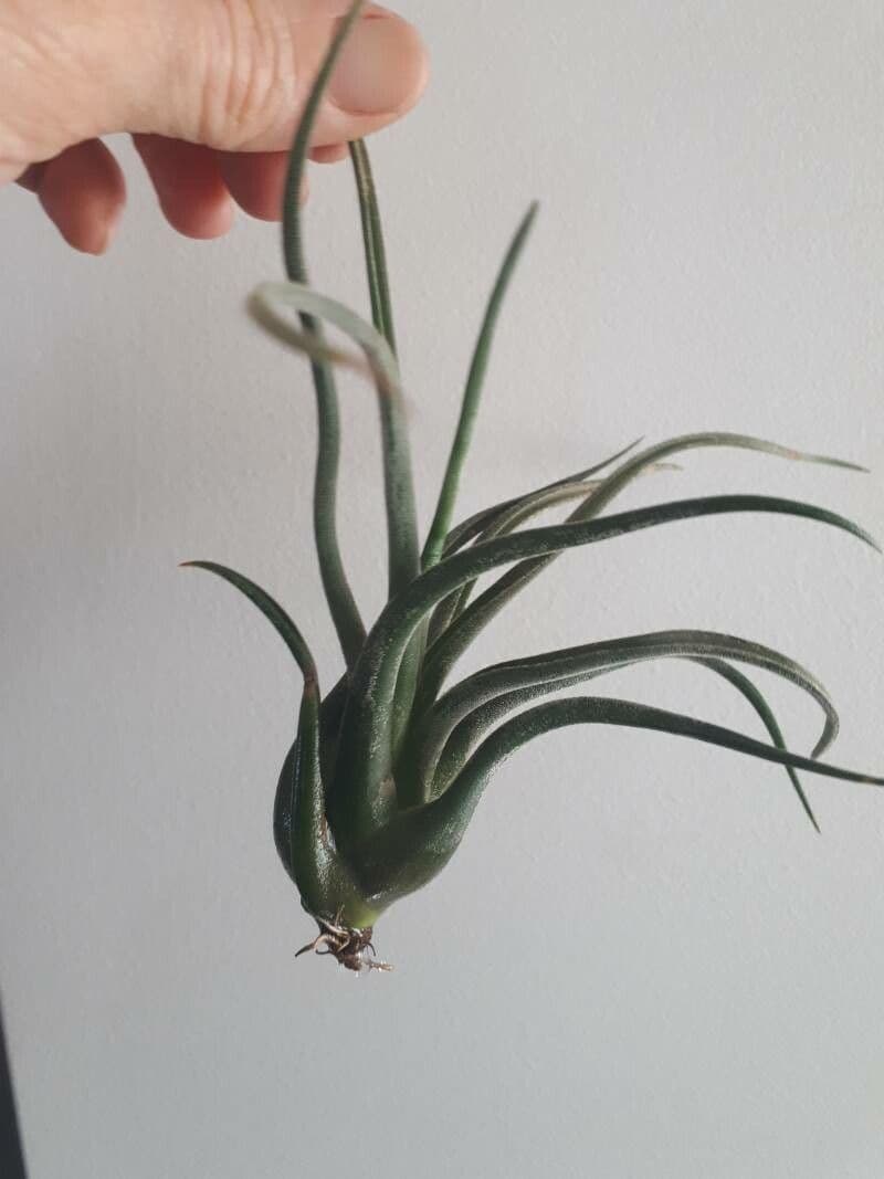 Tillandsia paucifolia