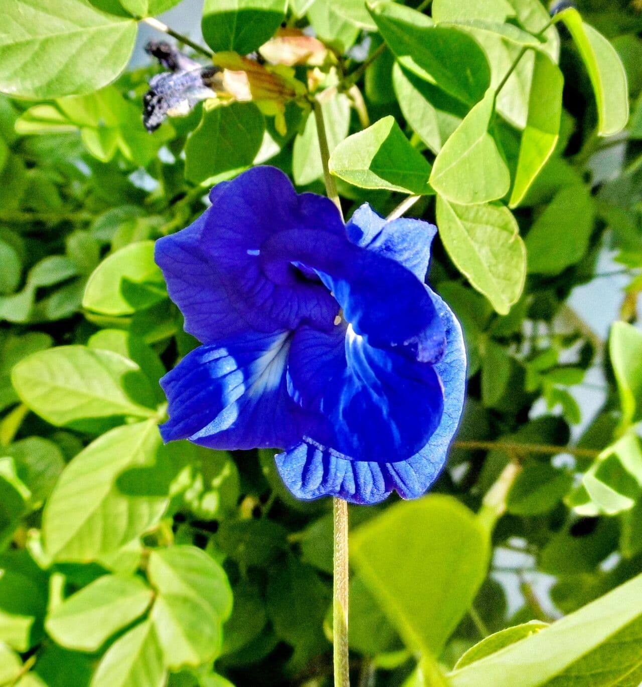 Clitoria ternatea