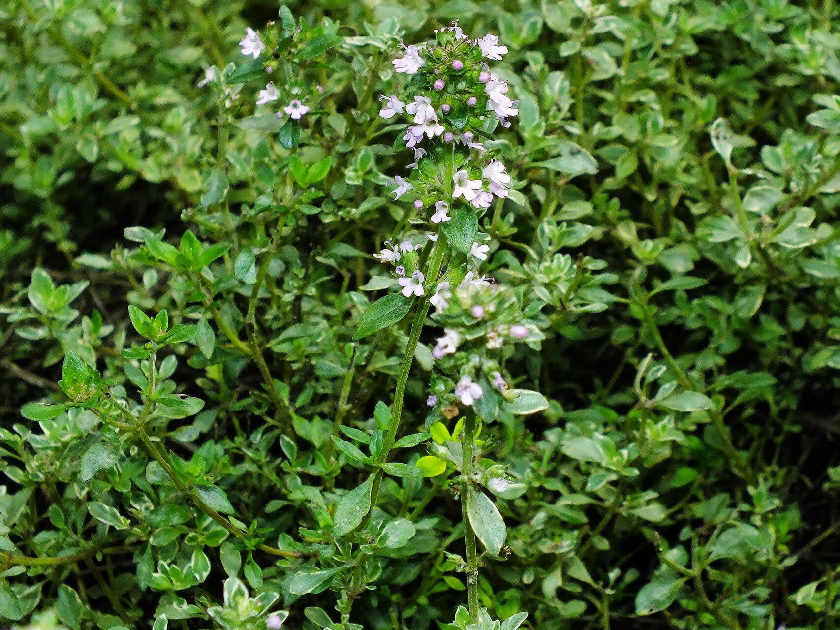 Thymus pulegioides