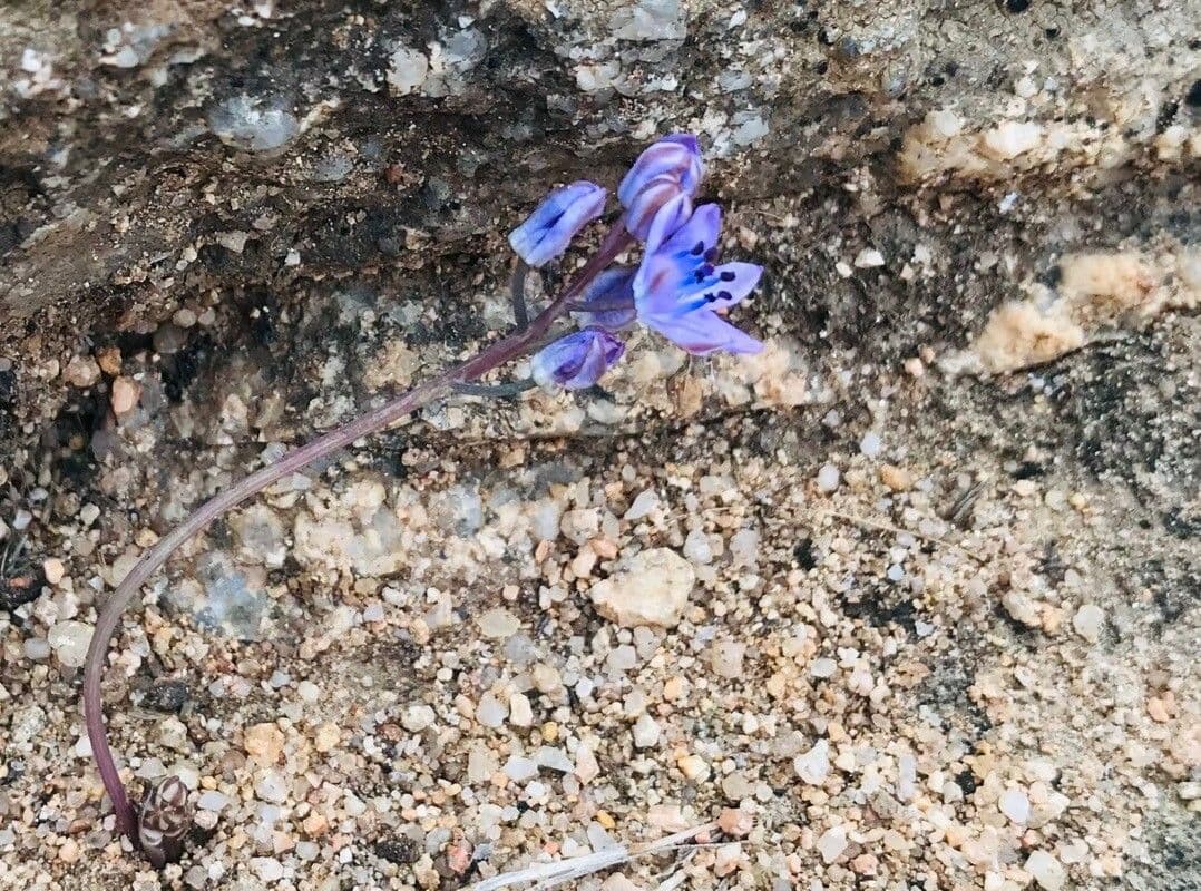 Prospero corsicum