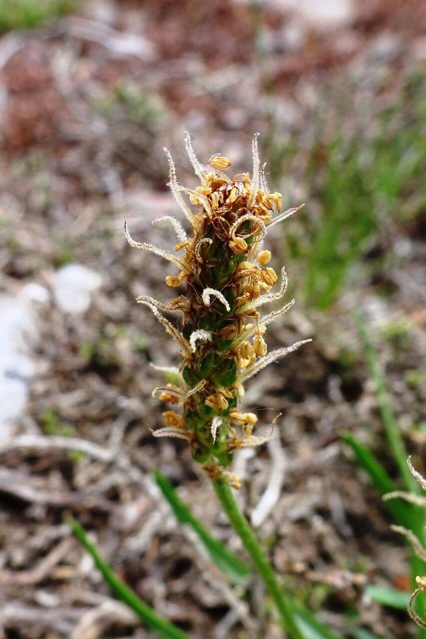 Plantago alpina