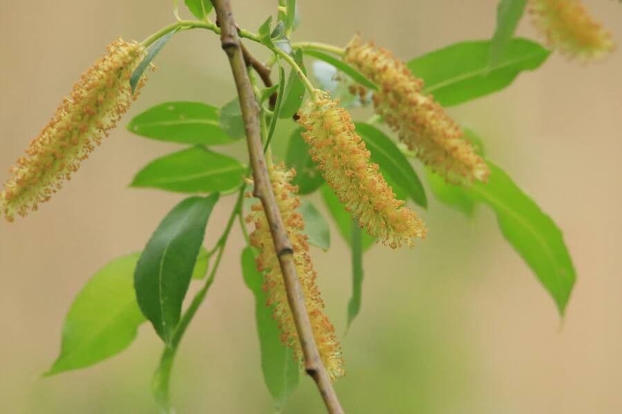 Salix pentandra