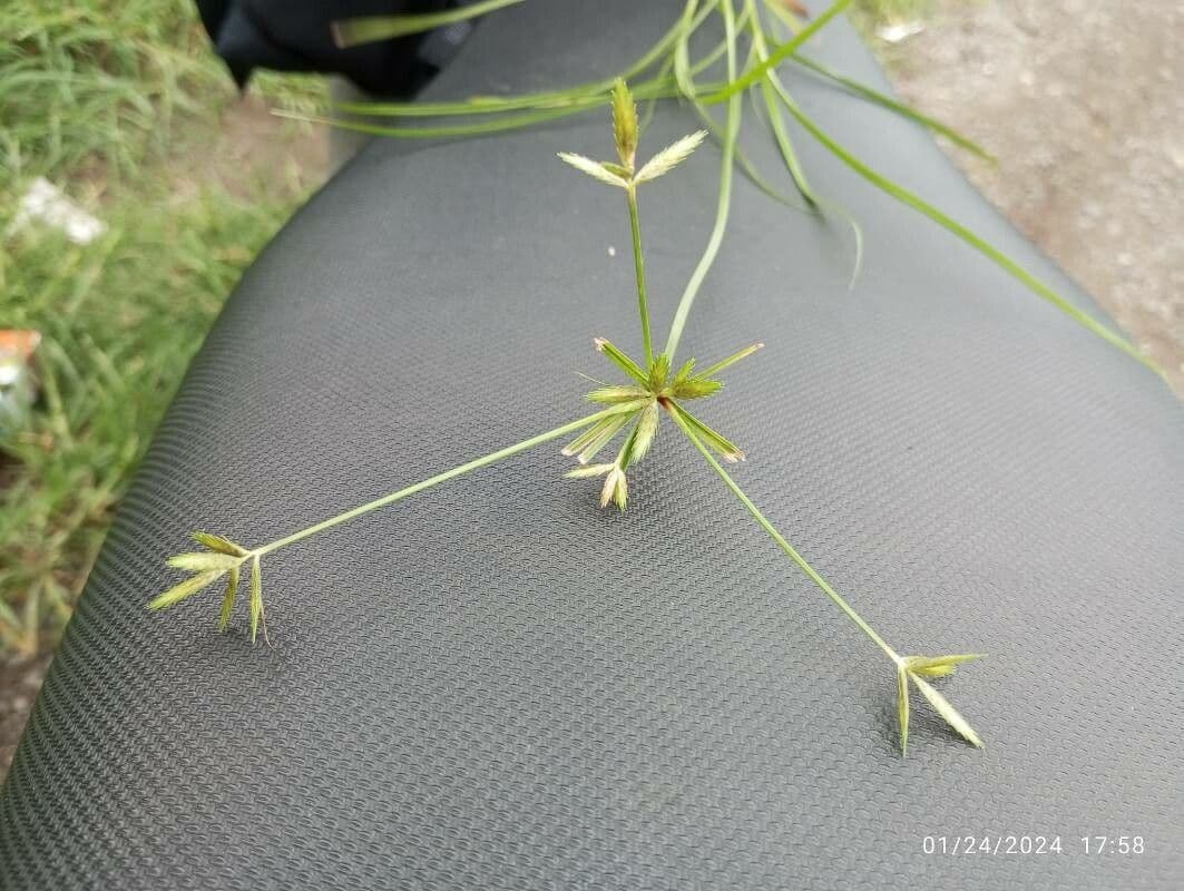 Cyperus compressus